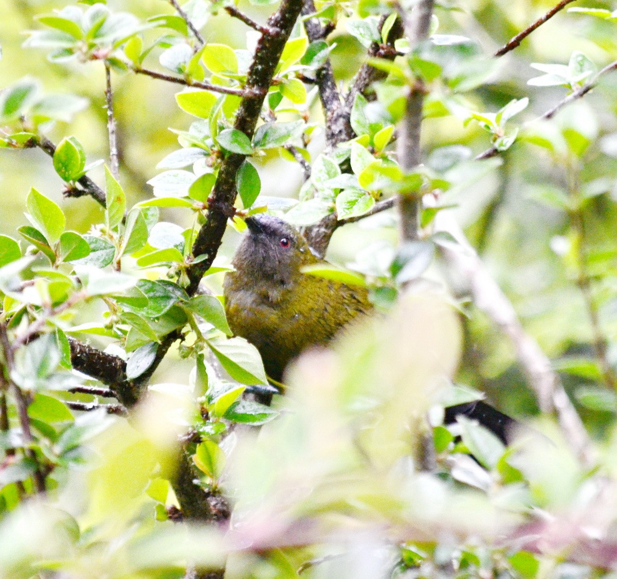 New Zealand Bellbird - ML214511741