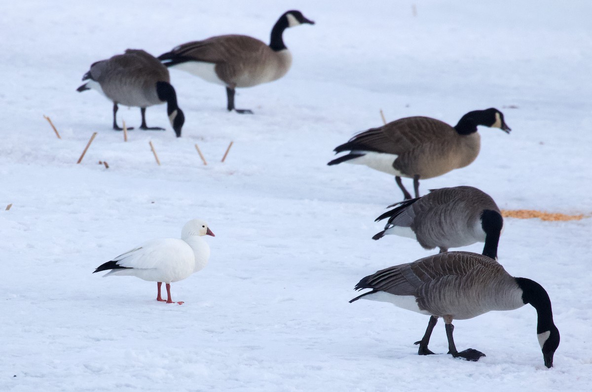 Ross's Goose - ML214512481