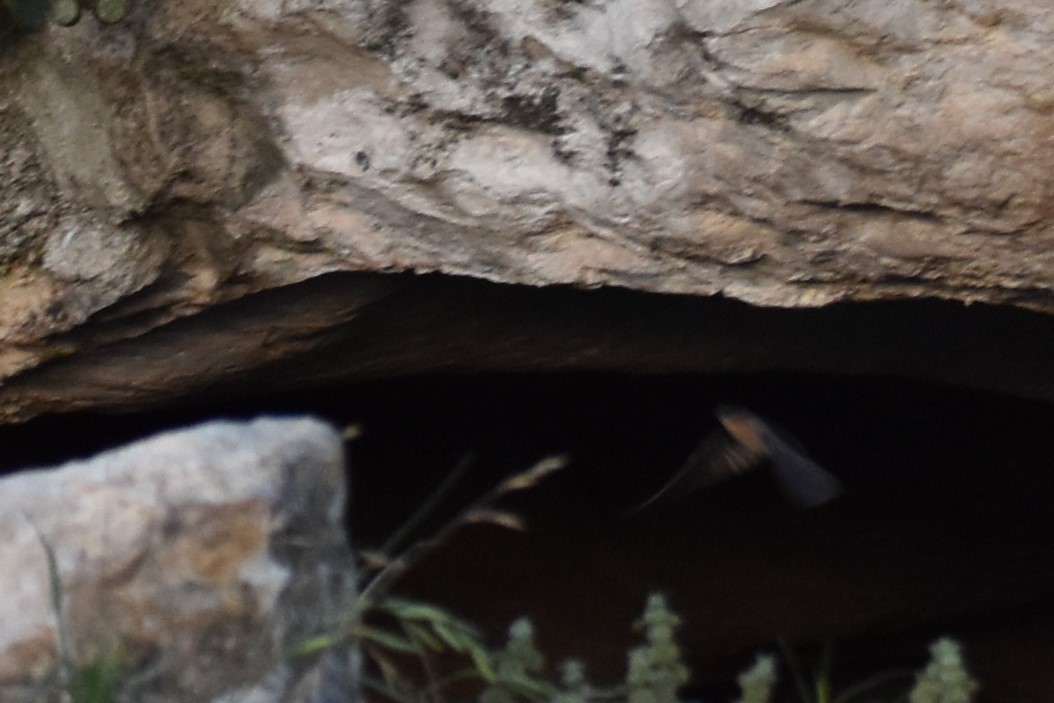 Cave Swallow - ML214513421