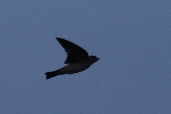 Cave Swallow - ML214513441