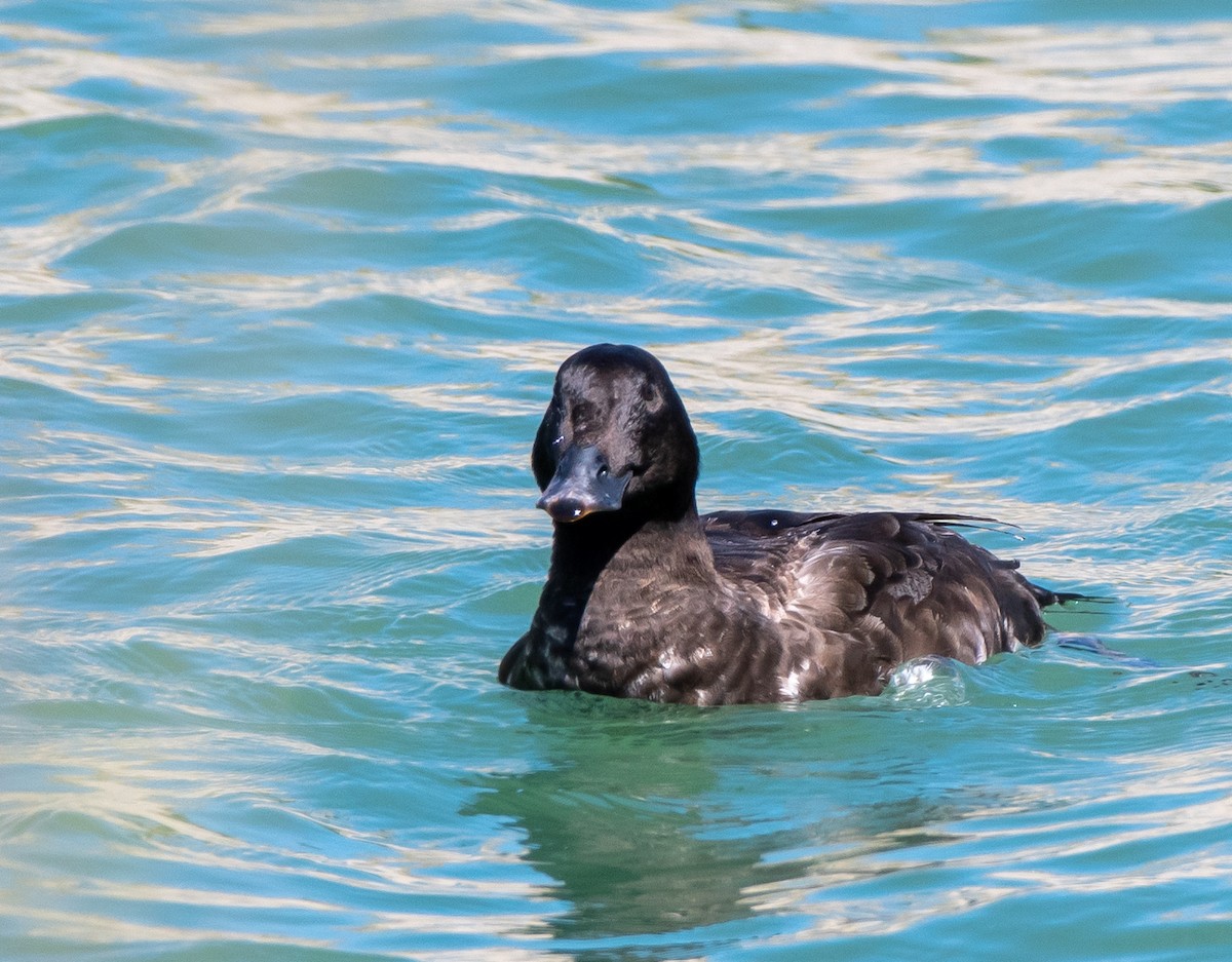 White-winged Scoter - Mary McSparen