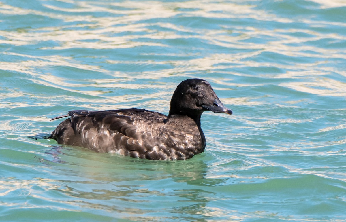 White-winged Scoter - Mary McSparen