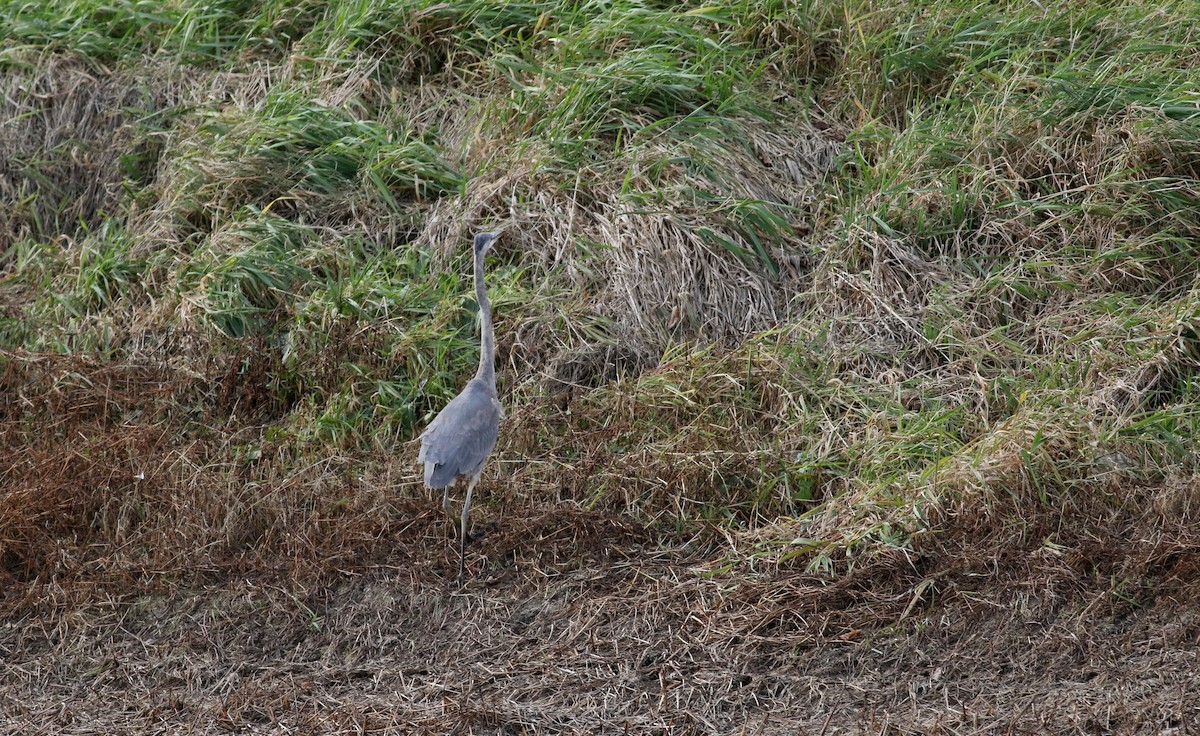 Great Blue Heron - ML21451411