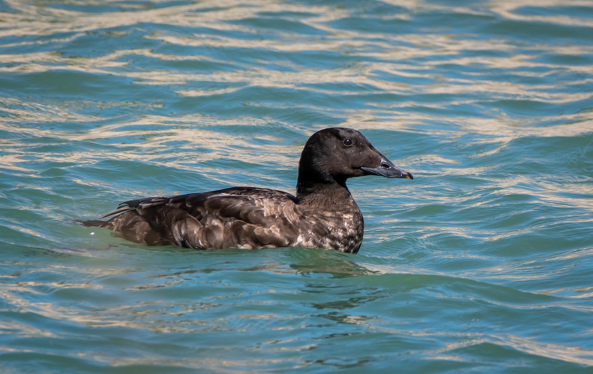 White-winged Scoter - Mary McSparen