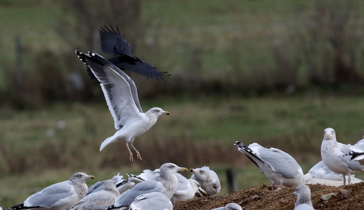 Lesser Black-backed Gull - Jay McGowan