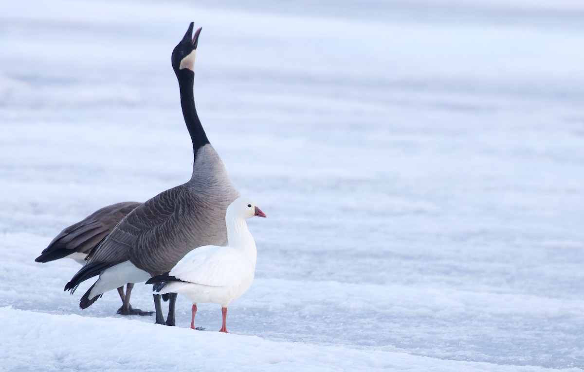 Ross's Goose - ML214514241