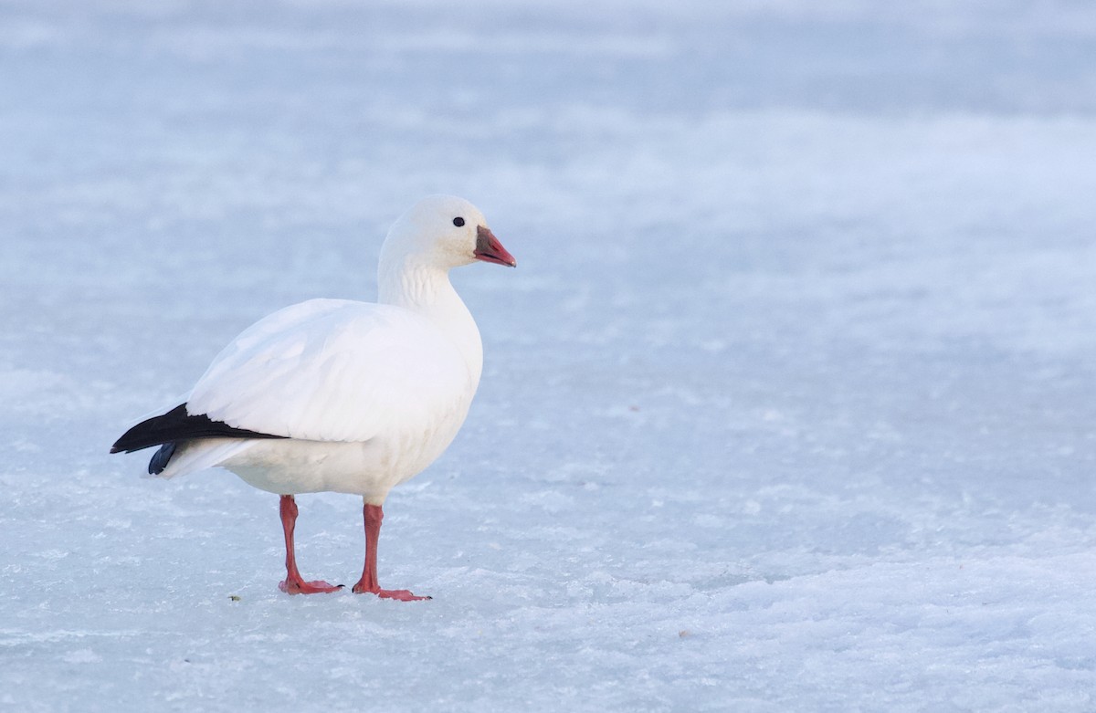 Ross's Goose - ML214514261