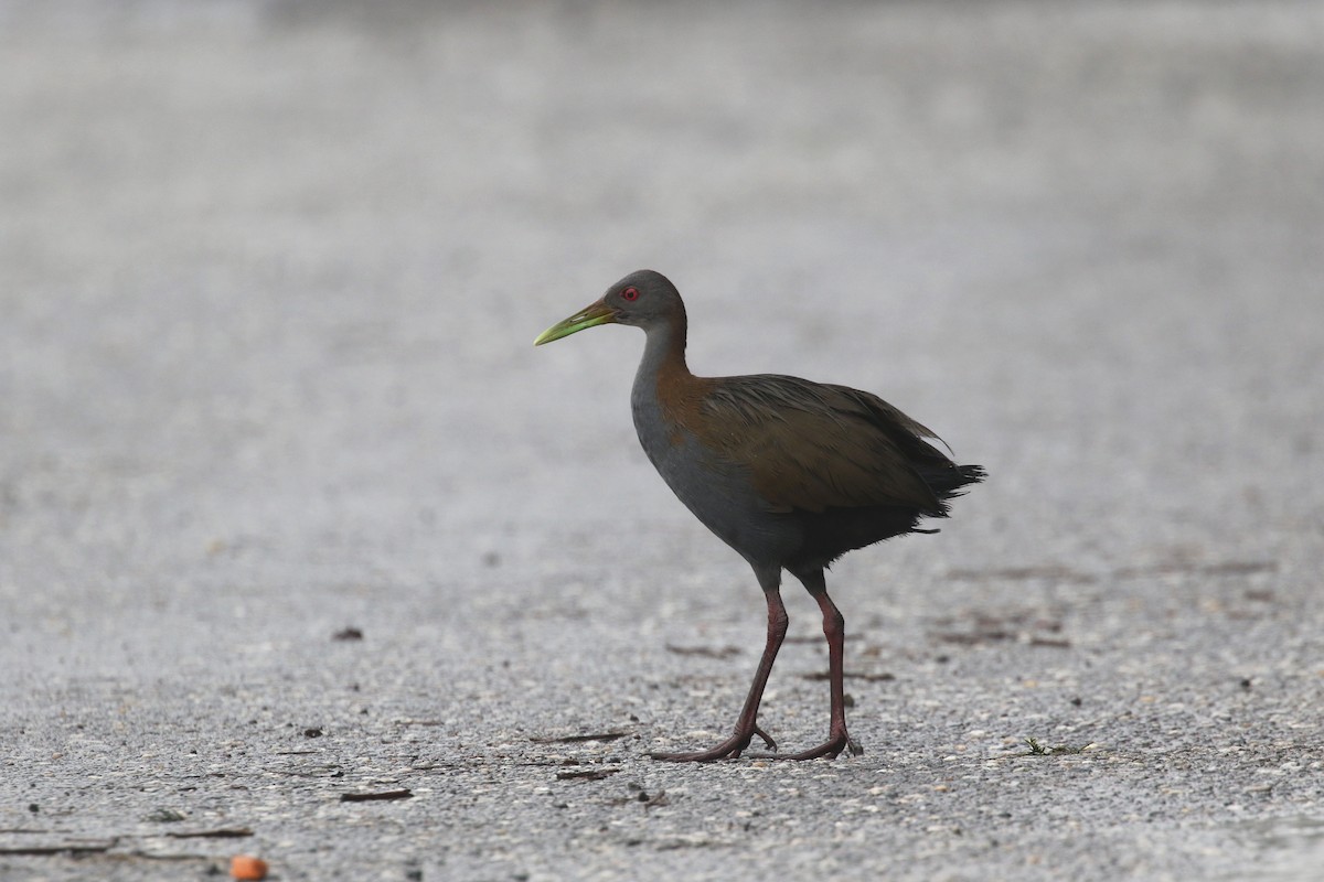 Slaty-breasted Wood-Rail - ML214514811