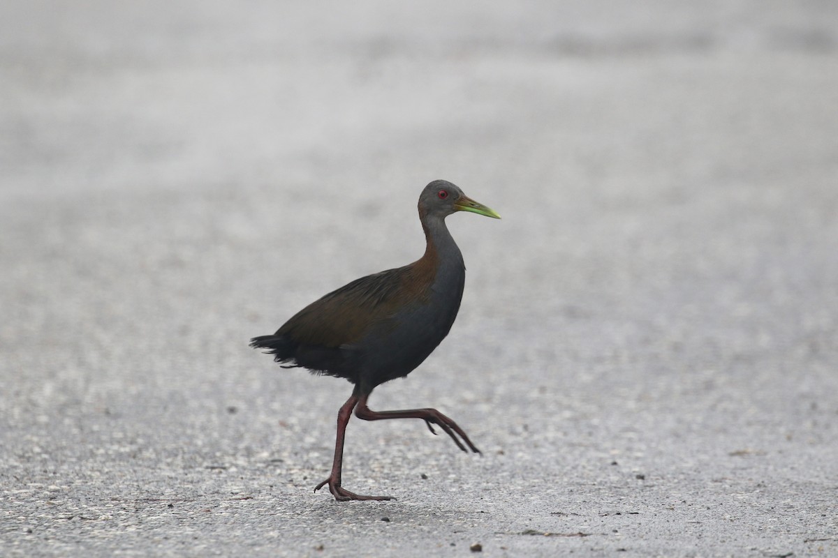 Slaty-breasted Wood-Rail - ML214514931