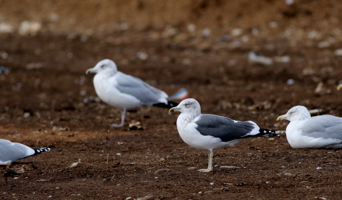 Lesser Black-backed Gull - Jay McGowan