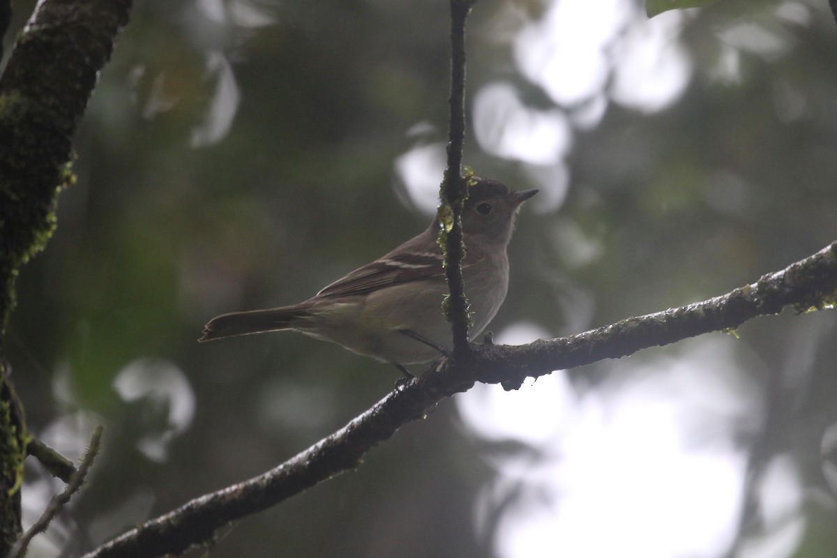 White-crested Elaenia (Chilean) - ML214515341