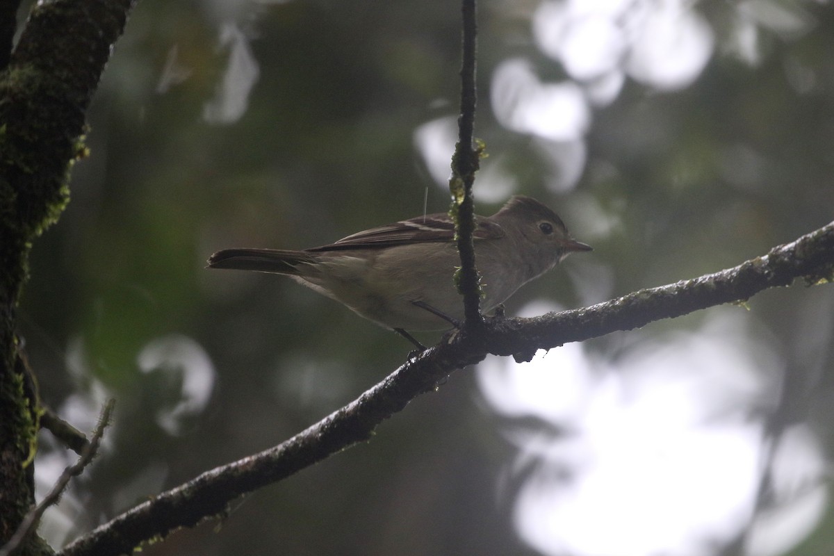 White-crested Elaenia (Chilean) - ML214515371