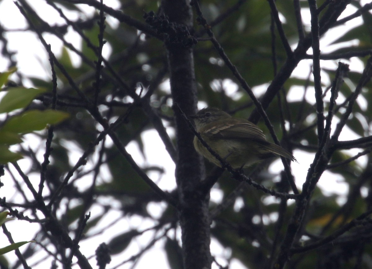 Planalto Tyrannulet - Daniel Branch