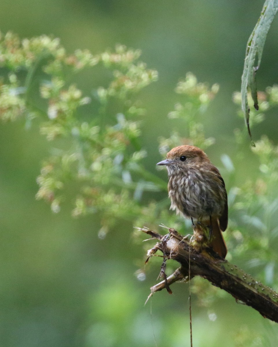 Bran-colored Flycatcher - ML214515411