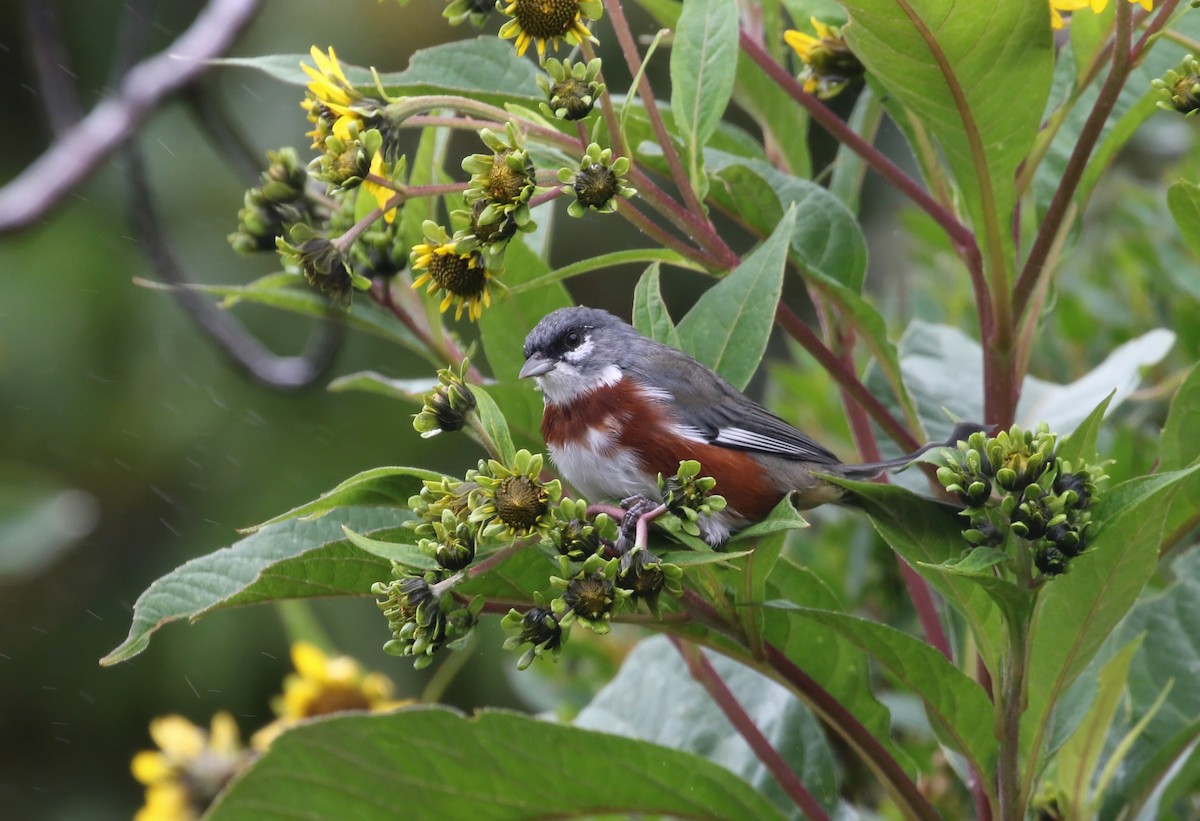 Bay-chested Warbling Finch - ML214515601