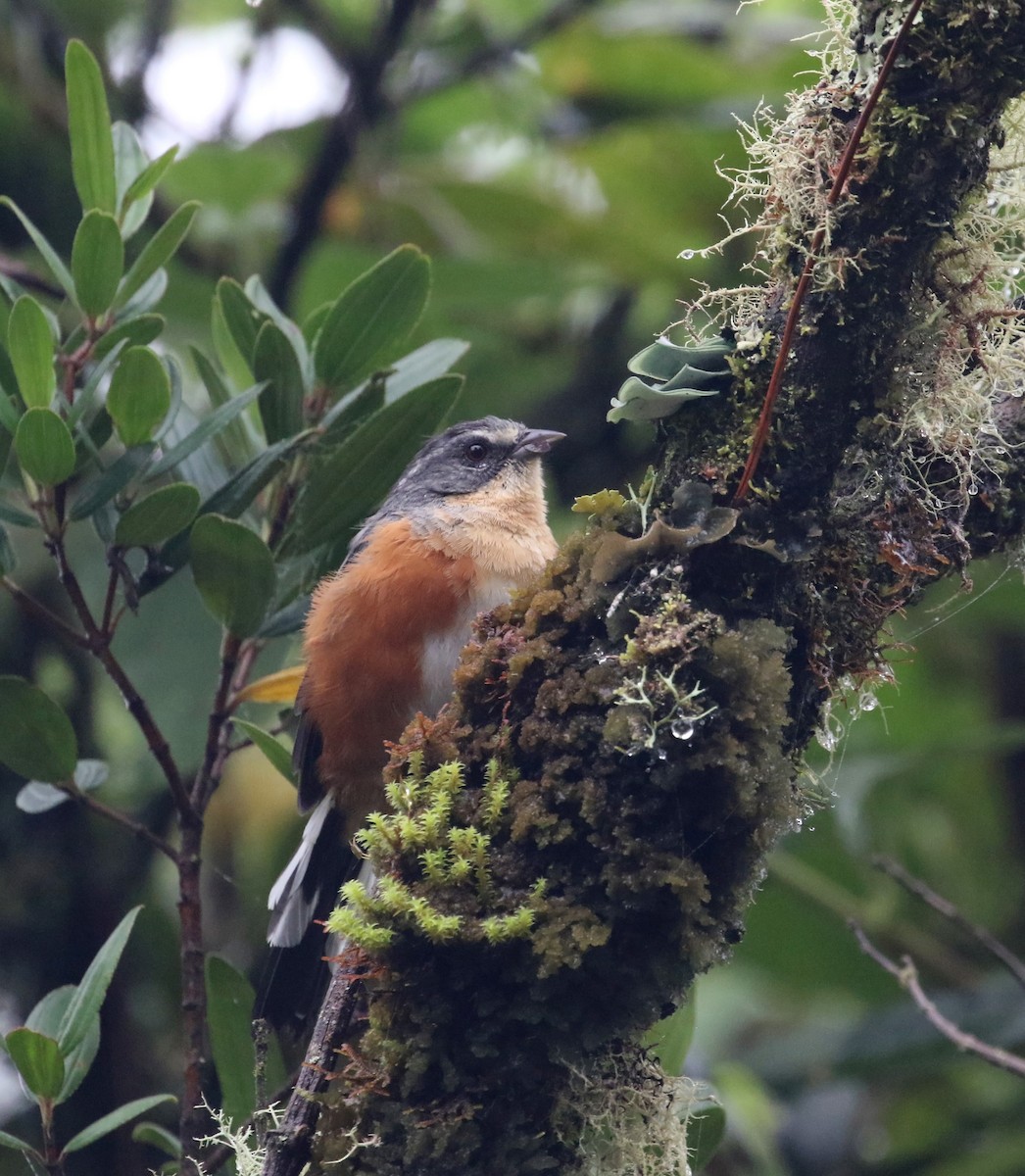 Buff-throated Warbling Finch - ML214515621