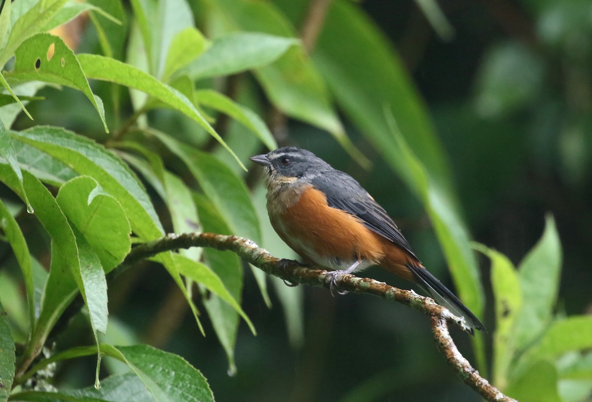 Buff-throated Warbling Finch - Daniel Branch