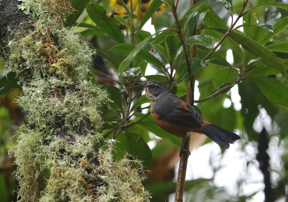 Buff-throated Warbling Finch - Daniel Branch