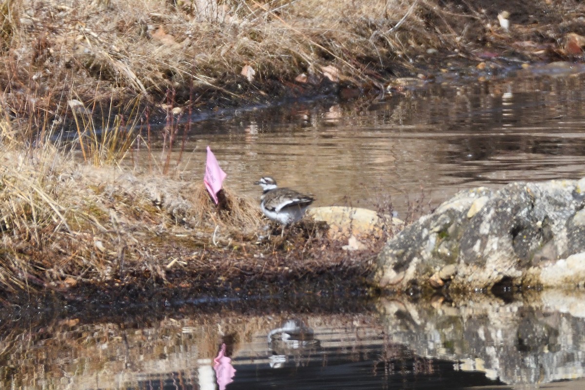 Killdeer - ML214516631