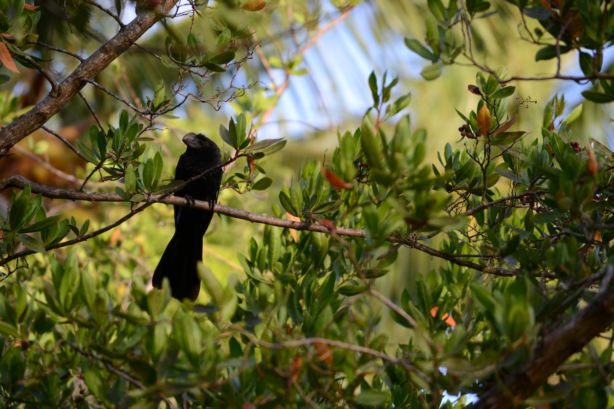 Smooth-billed Ani - ML214517861