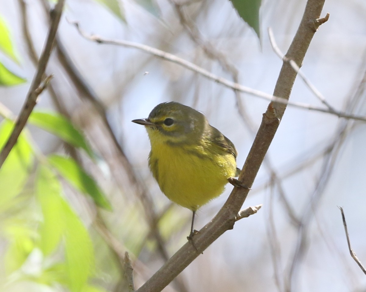 Prairie Warbler - joan garvey