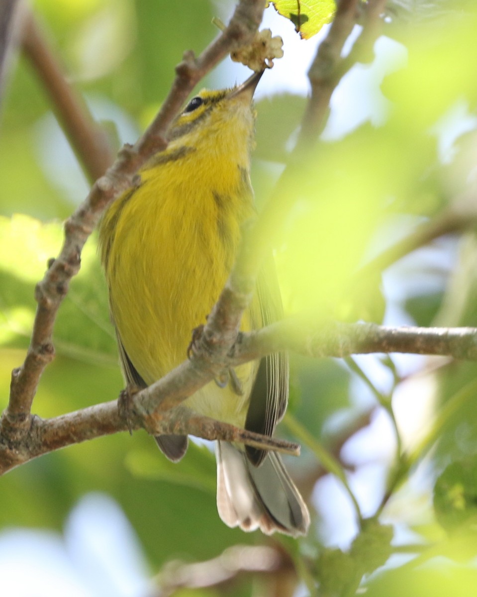 Prairie Warbler - joan garvey