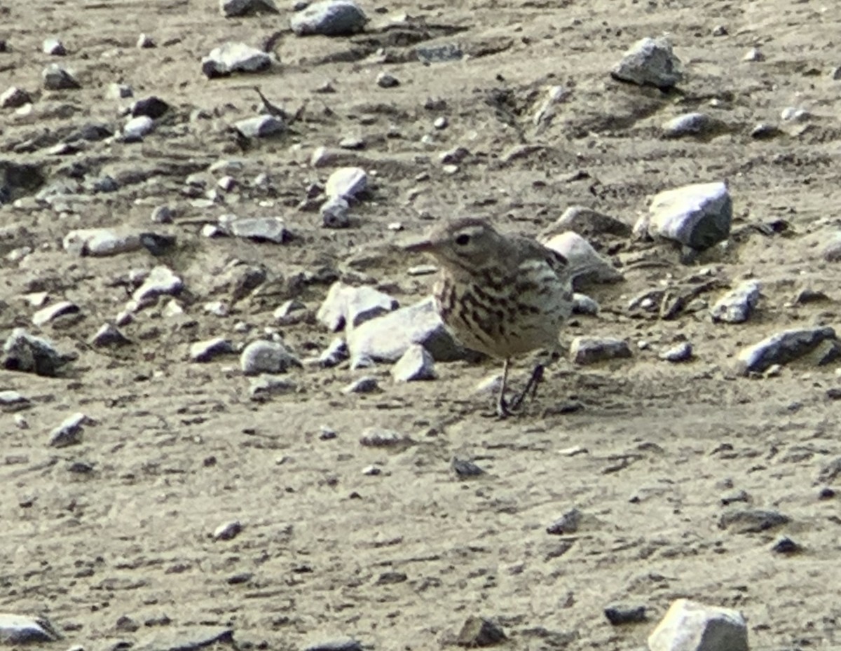 American Pipit - ML214518261