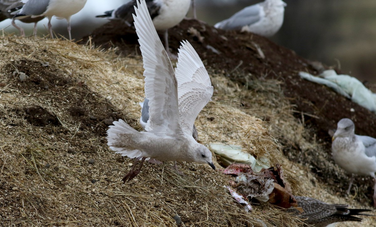 Iceland Gull (kumlieni) - ML21451981