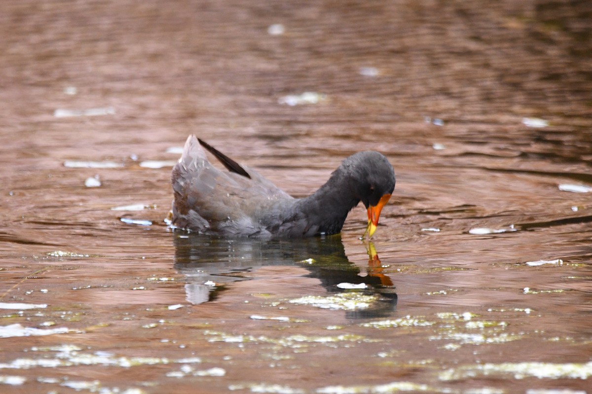 Dusky Moorhen - ML214519951