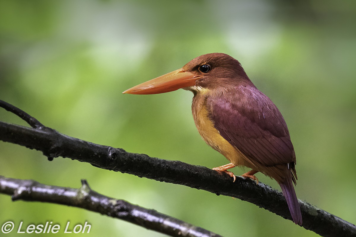 Ruddy Kingfisher - ML214520031