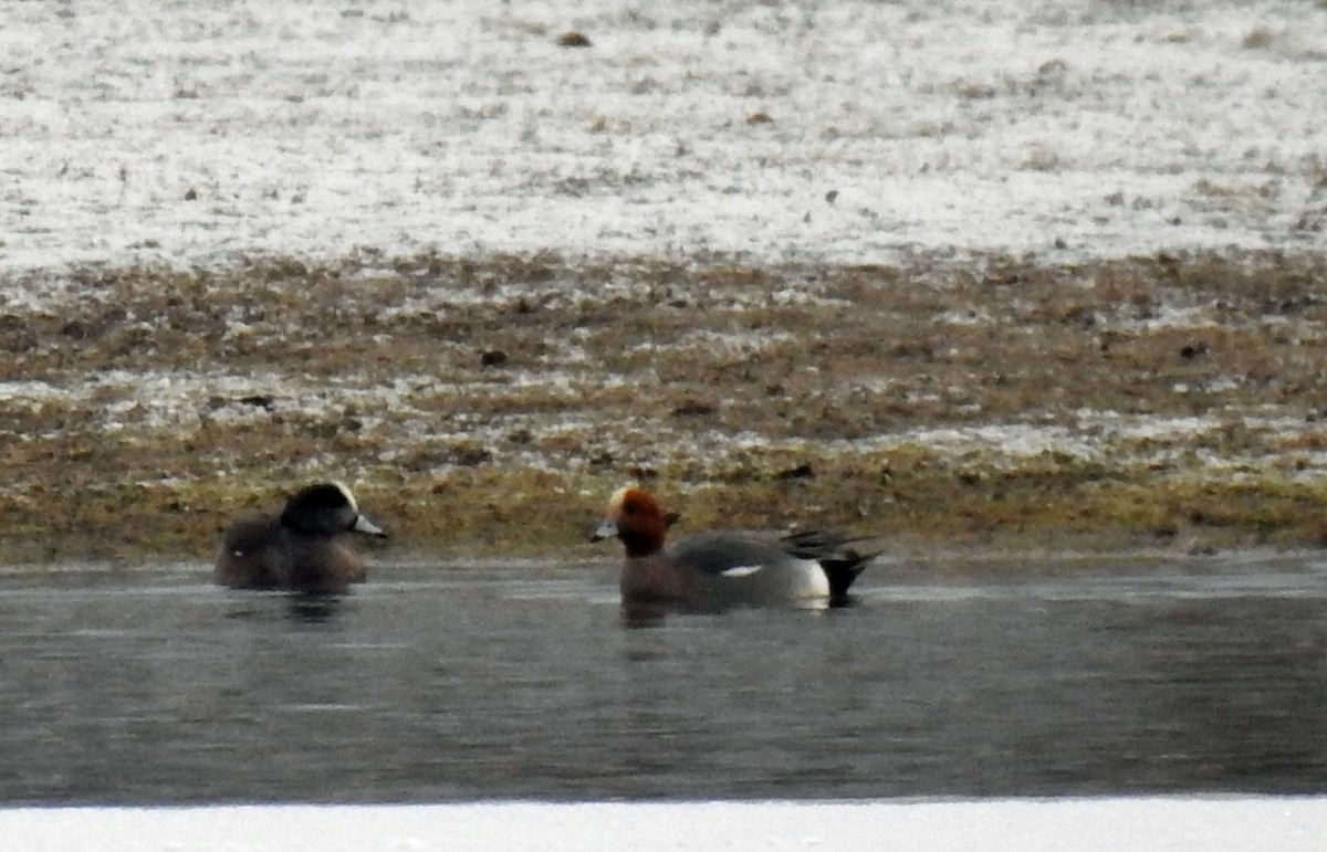 Eurasian Wigeon - ML214520811