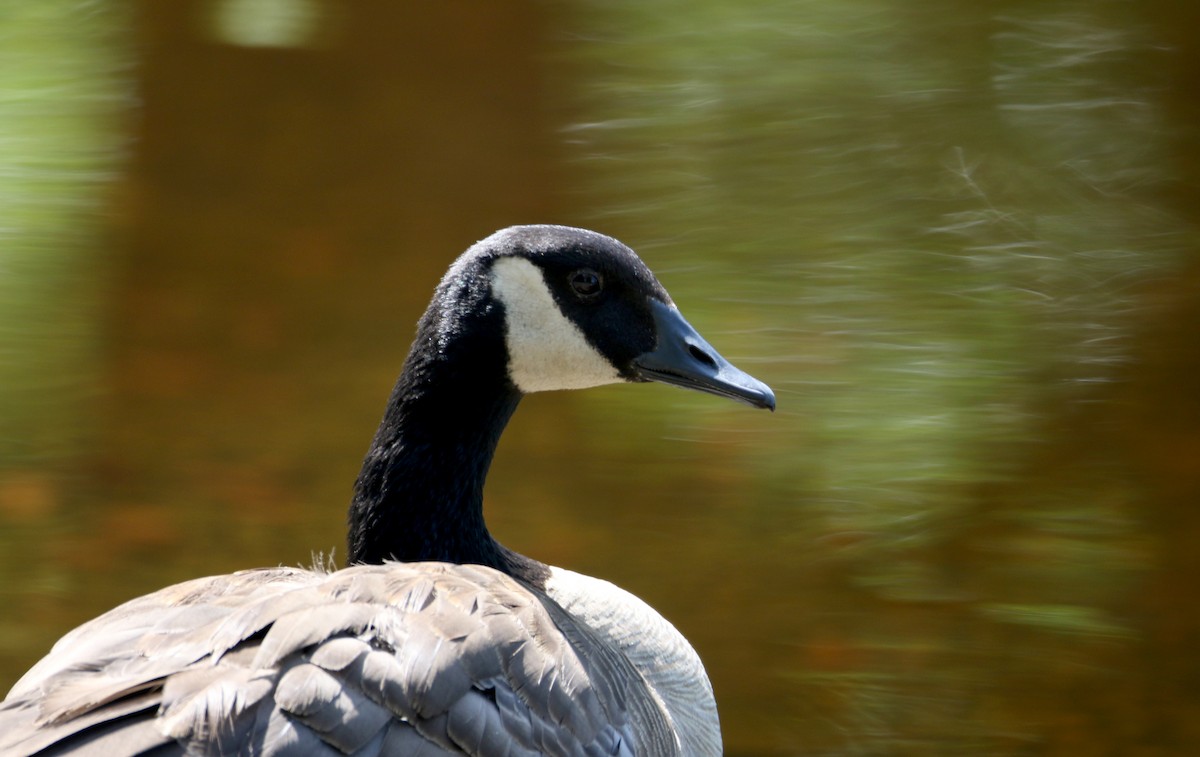 Canada Goose - ML214521341