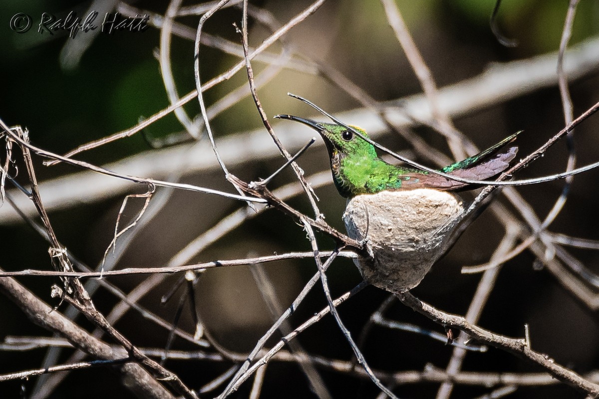 Colibrí Topacio - ML214521551