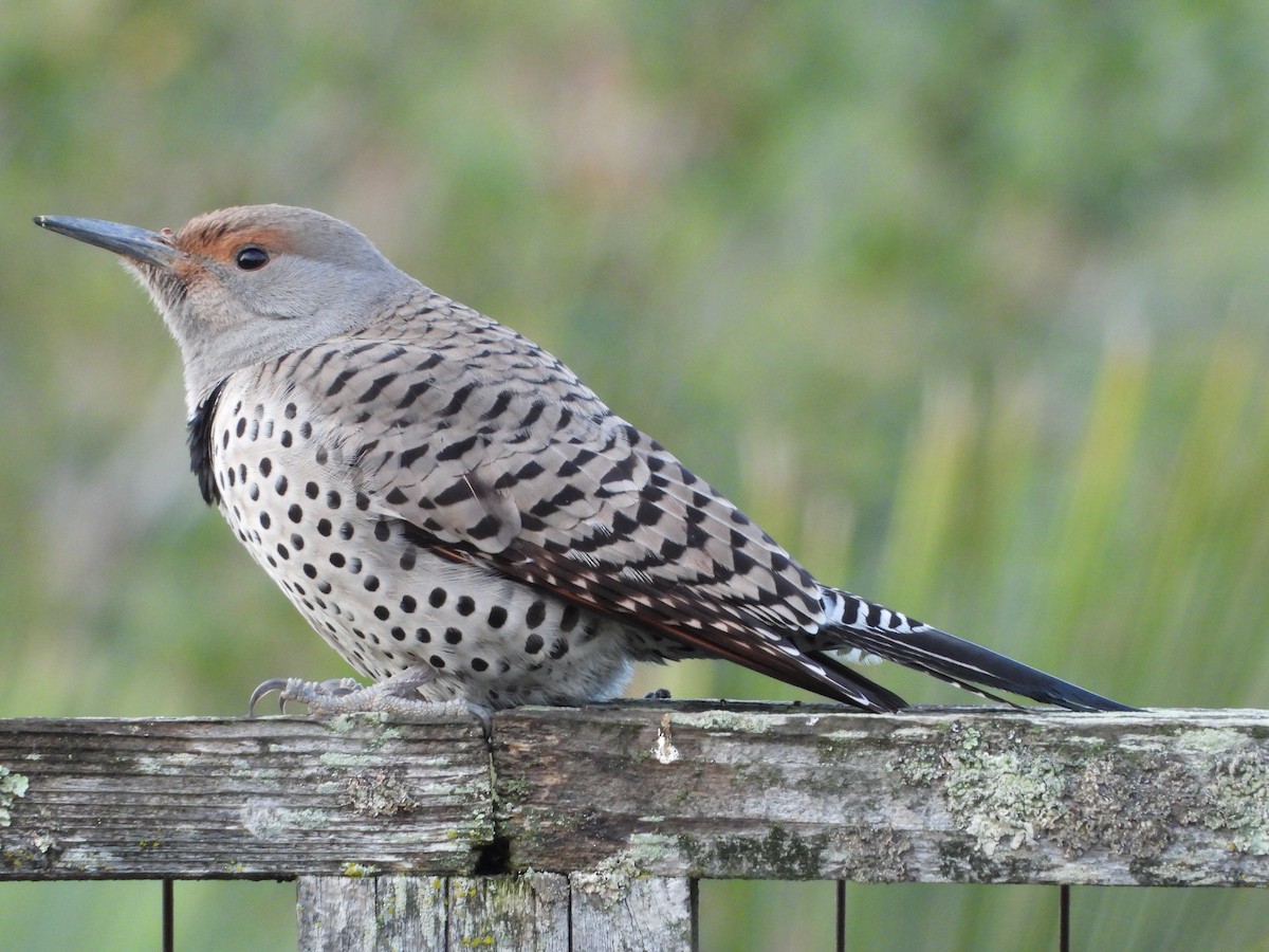 Northern Flicker (Red-shafted) - Ananth Ramaswamy