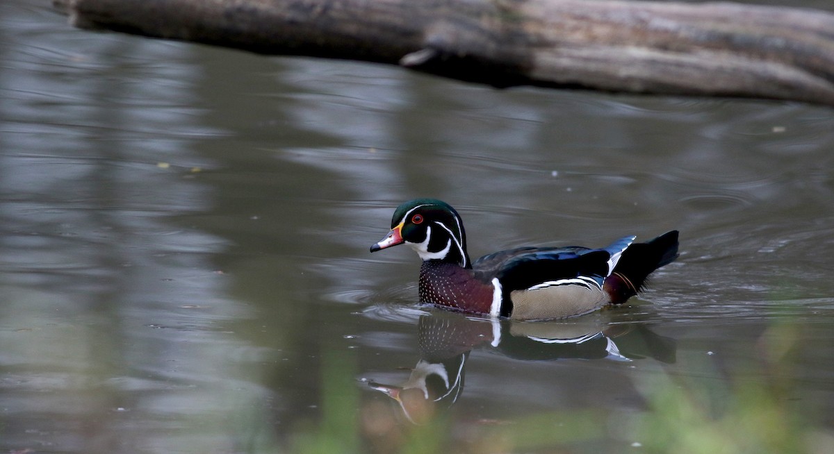 Wood Duck - ML21452251