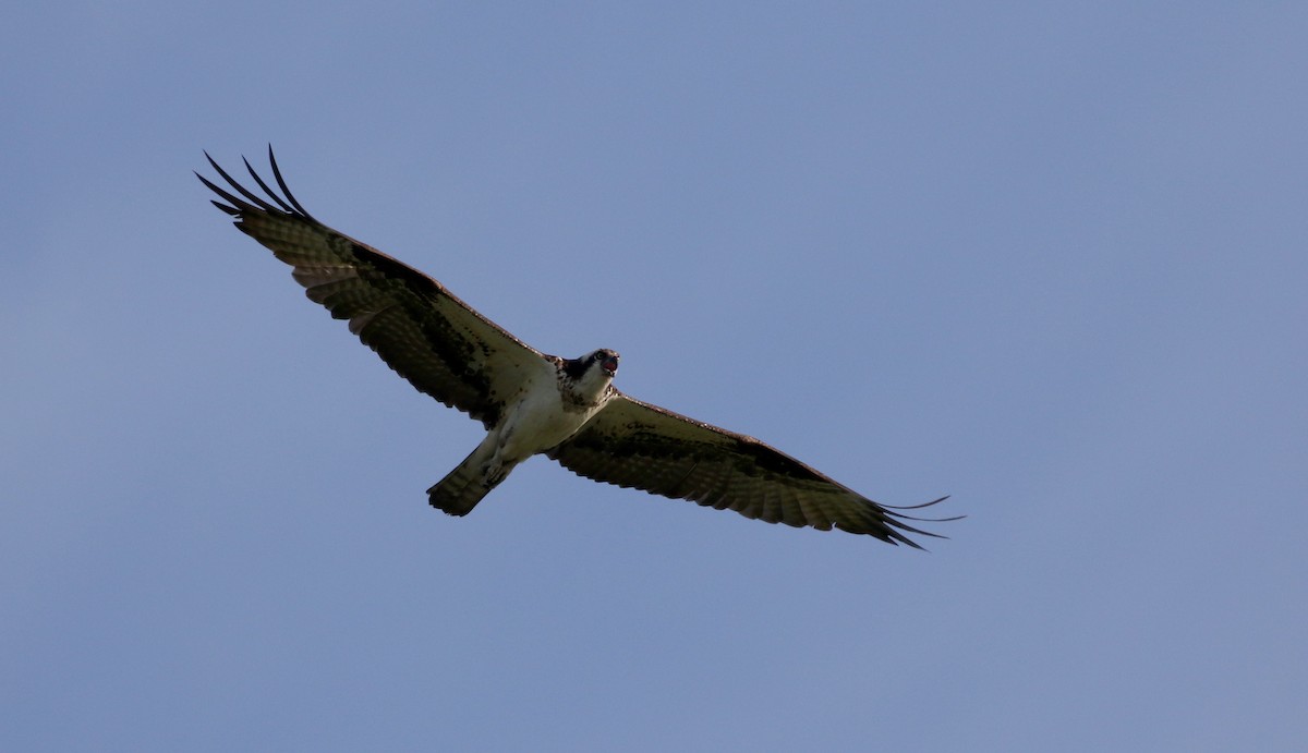 Osprey (carolinensis) - ML214522671