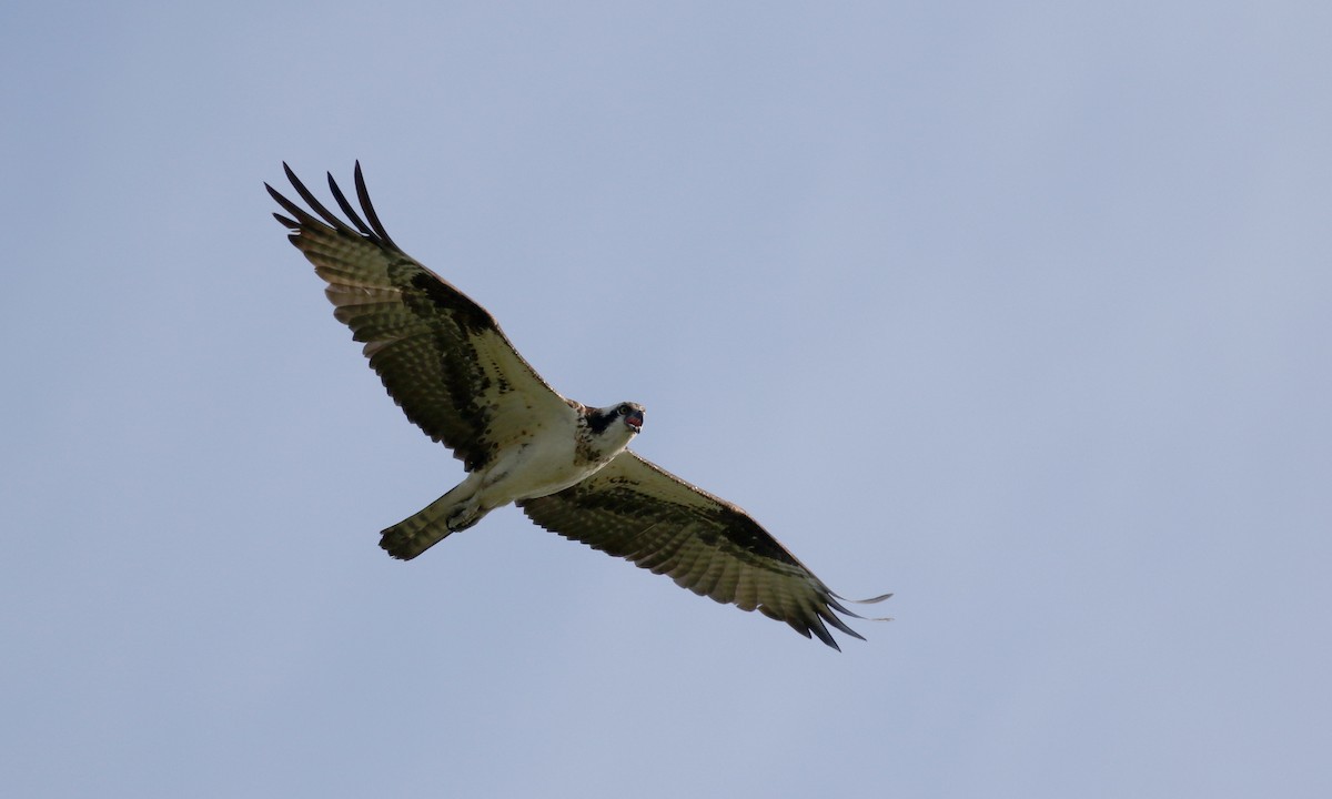 Osprey (carolinensis) - ML214522701