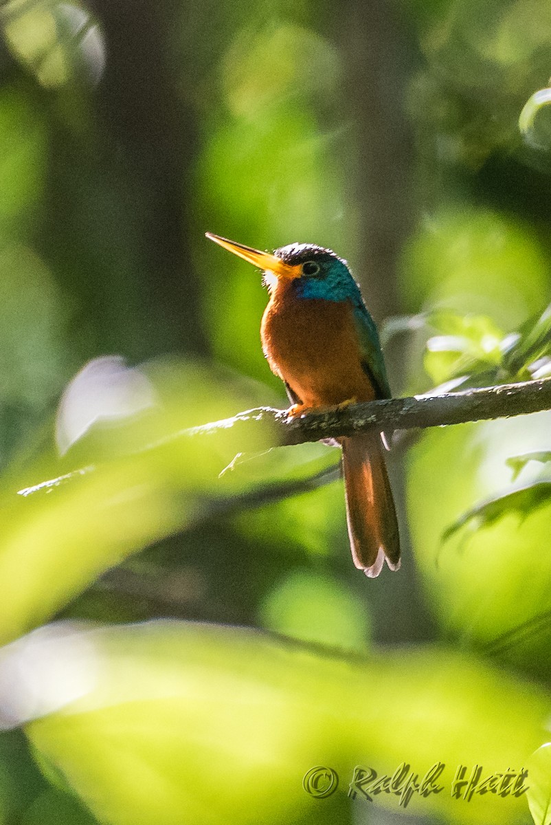 Jacamar à joues bleues - ML214522981