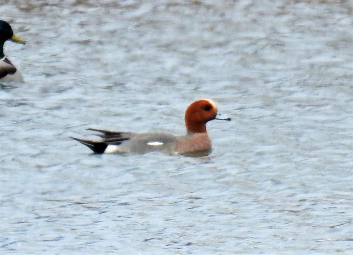 Eurasian Wigeon - ML214523121