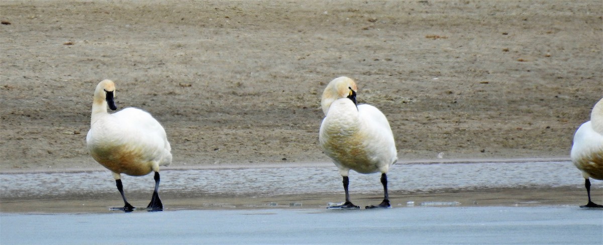 Tundra Swan - ML214523291