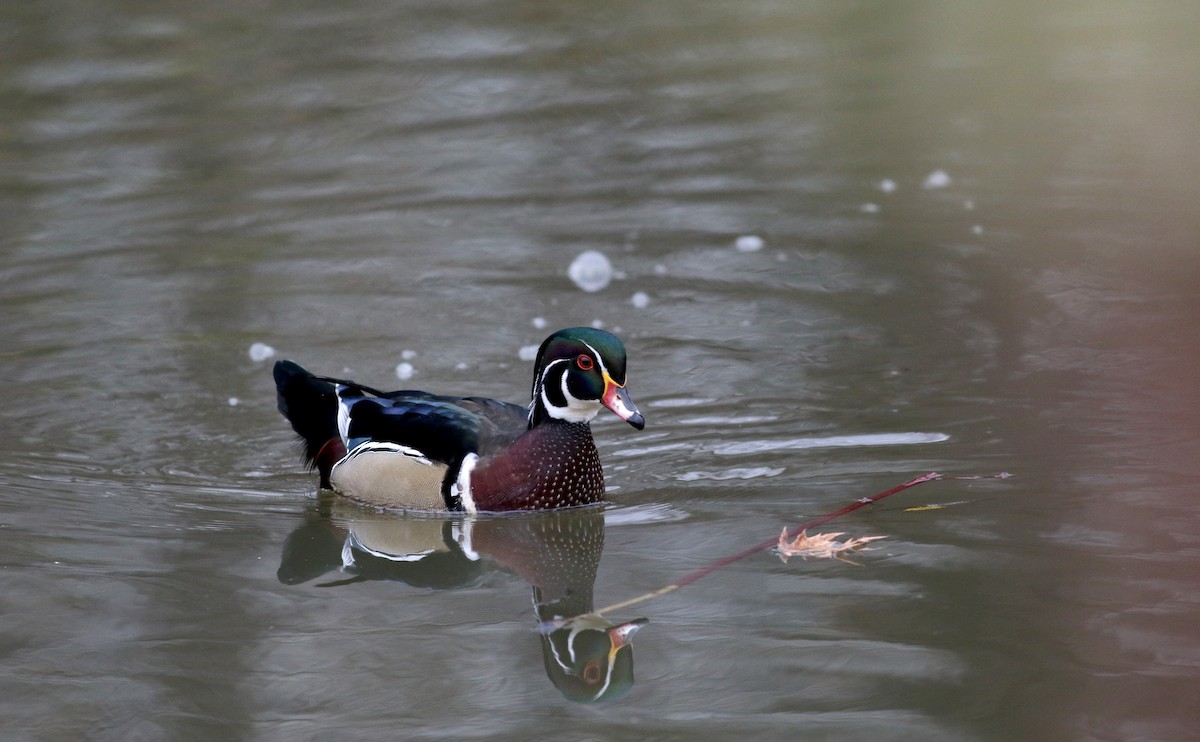 Wood Duck - ML21452331