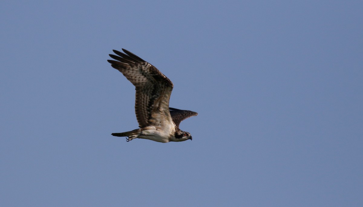 Osprey (carolinensis) - ML214523451