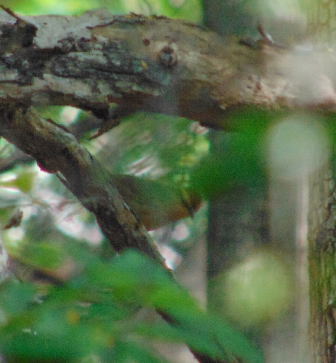 Buff-banded Bushbird - ML214523561