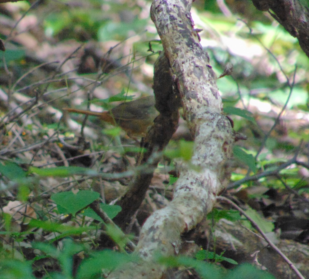 Buff-banded Bushbird - ML214523711