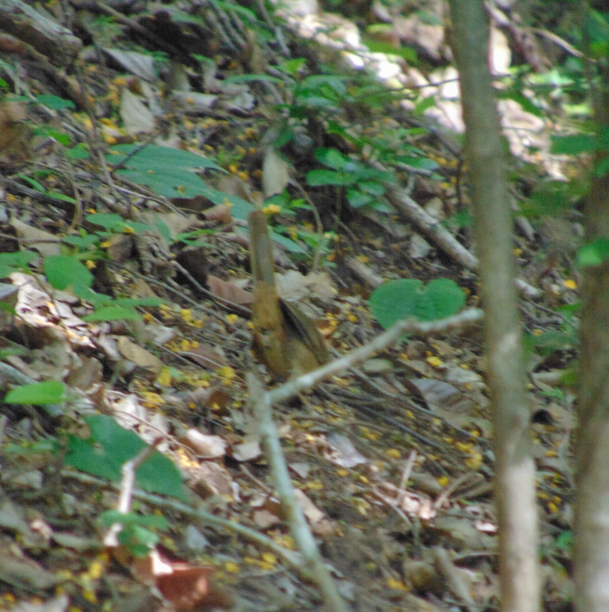 Buff-banded Bushbird - ML214523751