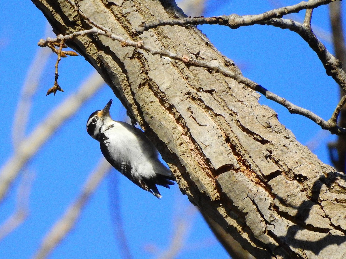 Hairy Woodpecker - ML214524811