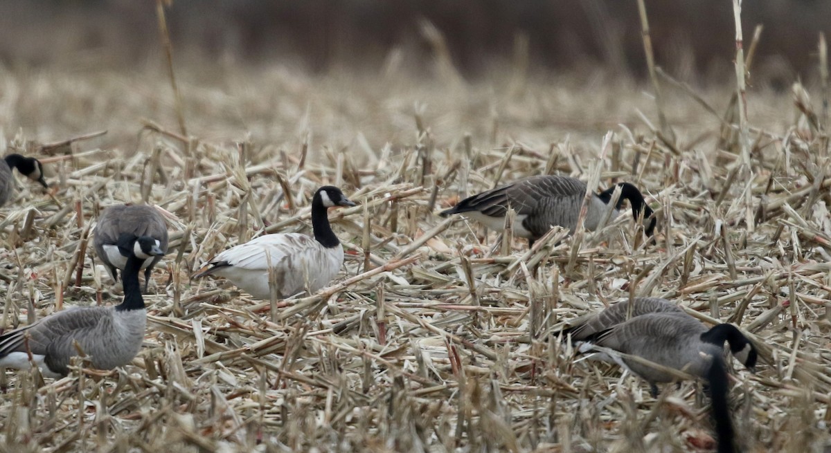 Canada Goose - Jay McGowan