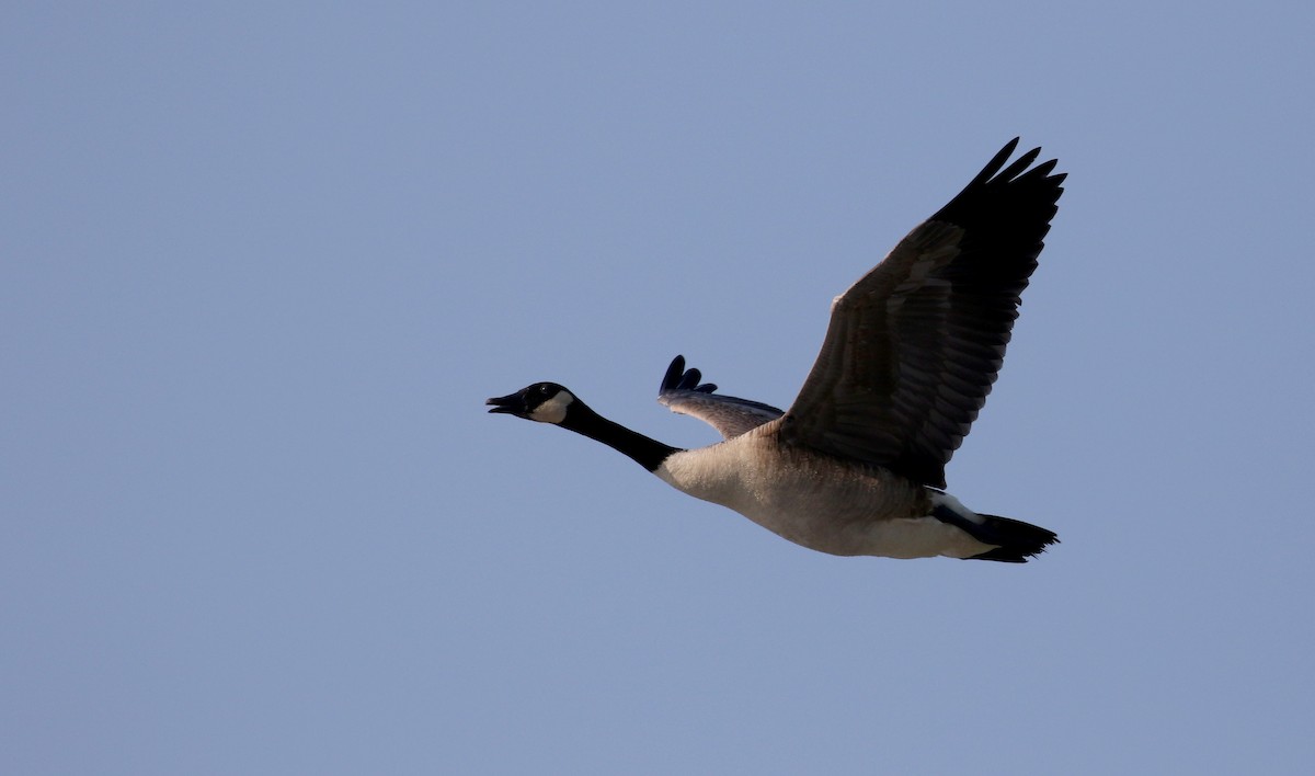 Canada Goose - Jay McGowan