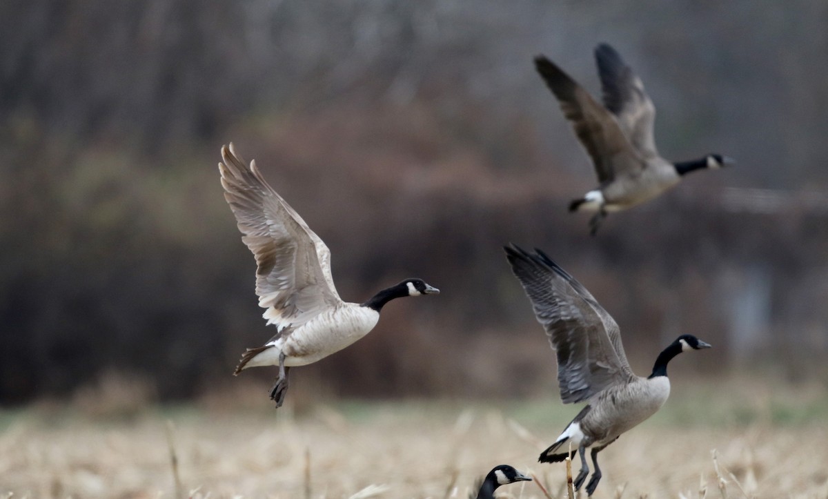 Canada Goose - Jay McGowan