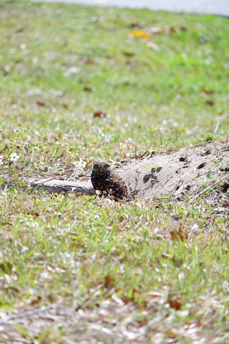 Burrowing Owl (Florida) - Michael Grassie